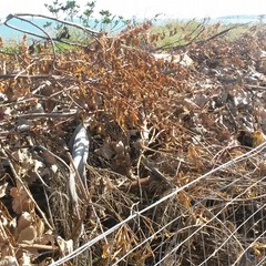 Zona Mongelli, scoperta discarica di residui di potatura