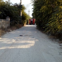 Incendio via Torrente Antico