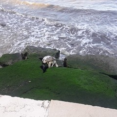 Caretta Caretta spiaggiata