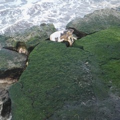 Caretta Caretta spiaggiata