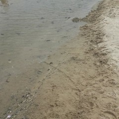 Sporcizia alla spiaggia di Colonna
