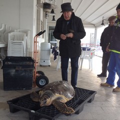 Tartaruga marina alla Lega Navale