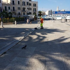 Amiu, Tranincorsa 2019