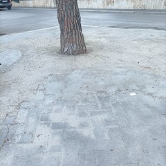 Alberi in piazza dalla Chiesa