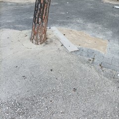 Alberi in piazza dalla Chiesa