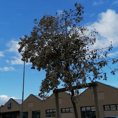 albero brana