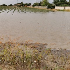 Maltempo in Puglia, Coldiretti