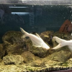 Acquario villa comunale