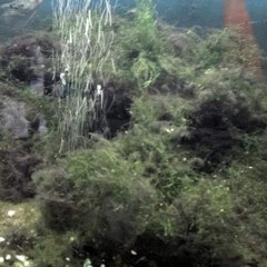 Acquario villa comunale