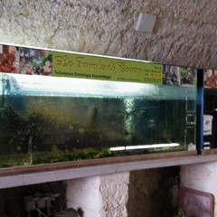 Acquario villa comunale