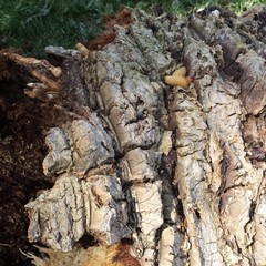 Piazza della Repubblica