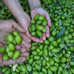 Aziende Agricole Di Martino