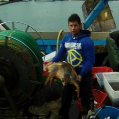 due tartarughe Caretta Caretta salvate a Trani