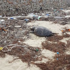 Tartarughe spiaggiate in zona Mattinelle