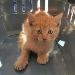 Gattino intrappolato