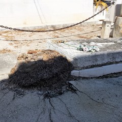 Cimitero di Trani