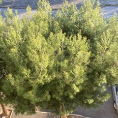 Alberi via Borsellino