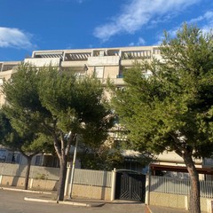 Alberi via Borsellino