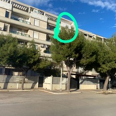 Alberi via Borsellino