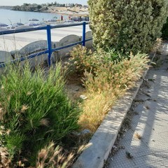 Sfalci a Colonna