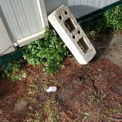 Vandali nella scuola Bovio