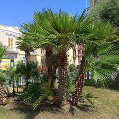 Riqualificazione piazza d'Agostino