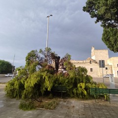 Caduta ramo di pino sul piazzale del Monastero