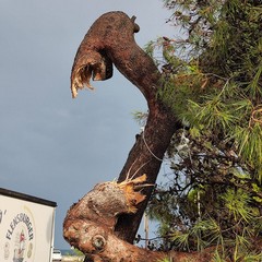 Caduta ramo di pino sul piazzale del Monastero