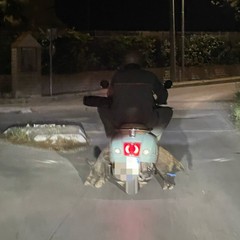 cinghiale su vespa