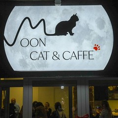 Cat cafè