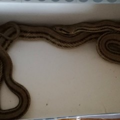 Piazza Mazzini, trovato un serpente di un metro e venti