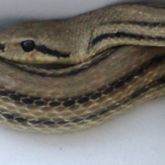 Piazza Mazzini, trovato un serpente di un metro e venti