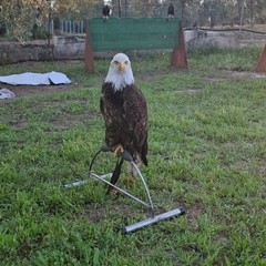 Parco Santa Geffa Falconeria