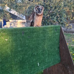 Parco Santa Geffa Falconeria