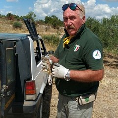 Falco Naumanni nelle periferie di Trani