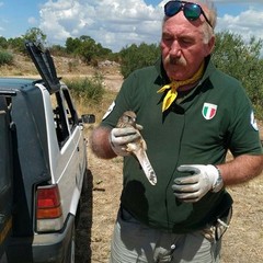 Falco Naumanni nelle periferie di Trani