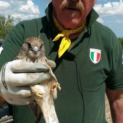 Falco Naumanni nelle periferie di Trani