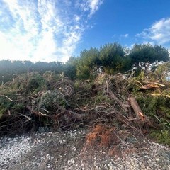 Trani Costa Sud JPG