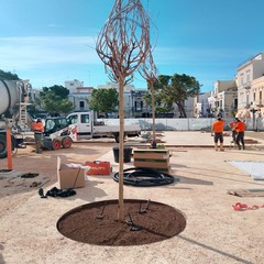 Trani Piazza Gradenico
