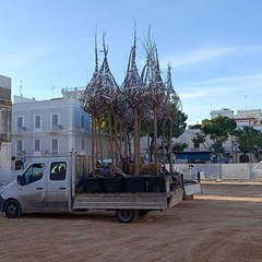 Trani Piazza Gradenico