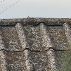 Trani Piazza Lambert Amianto JPG