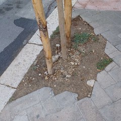 Trani Verde Pubblico in sofferenza JPG