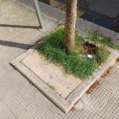 Trani Verde Pubblico in sofferenza JPG