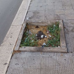Trani Verde Pubblico in sofferenza JPG