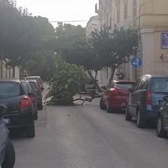 Maltempo, alberi caduti