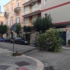 Maltempo, alberi caduti