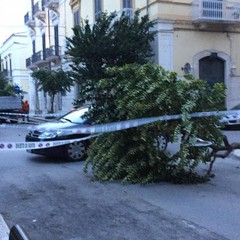 Maltempo, alberi caduti