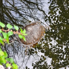Villa Comunale moria delle tartarughe