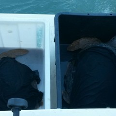 Tartarughe rimesse in libertà