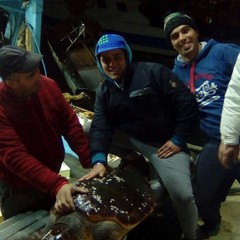 Recupero di tartarughe a cura della marineria tranese, guardie zoofile e Anps